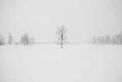 photography of leafless tree surrounded by snow
